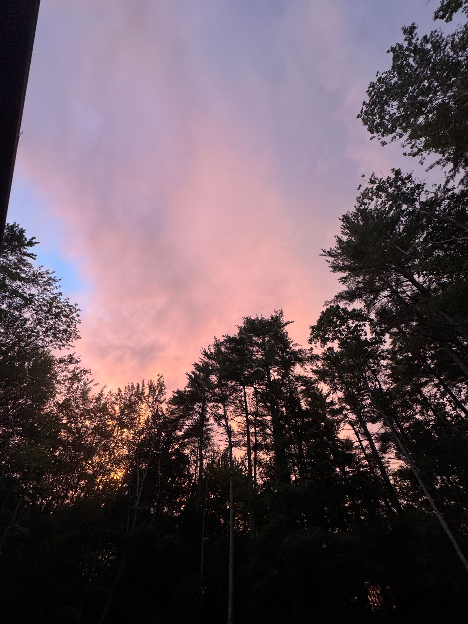 Sky through the pines